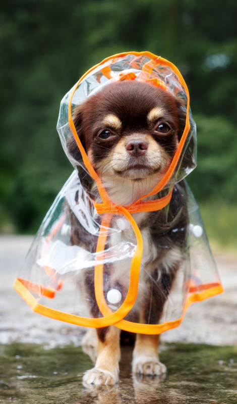 애완 동물 비옷을 위한 플라스틱 연약한 가동 가능한 필름 비닐 장